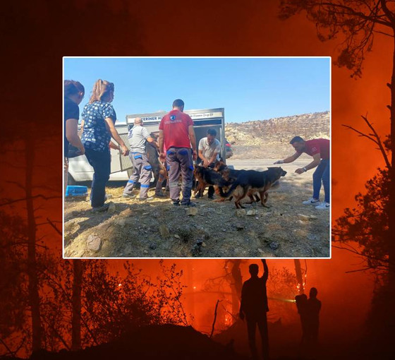 Çanakkale'de orman yangını: Hayvanlar tahliye ediliyor, veterinerler ücretsiz hizmet verecek