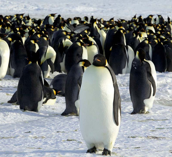 Anktarktika'da iklim krizi katliamı: 10 bin imparator pengueni boğularak öldü
