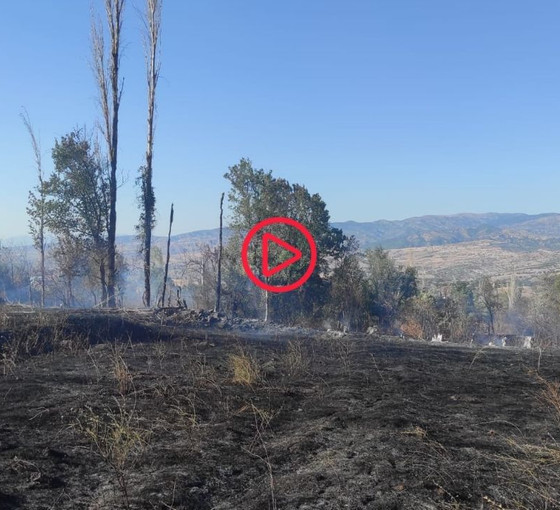 Çorum'da 100 dönüm ceviz ve üzüm bahçesi kül oldu