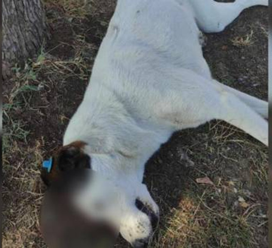 İzmit'te bir köpek silahla katledildi