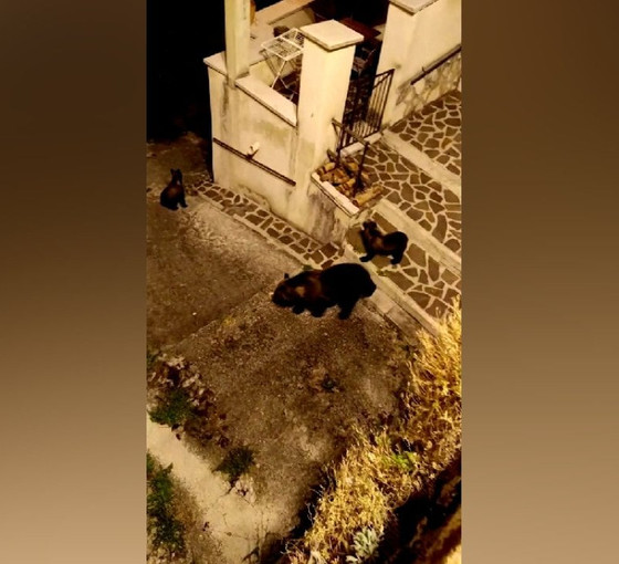 İtalya'da anne ayının vurularak öldürülmesi tepkiye yol açtı