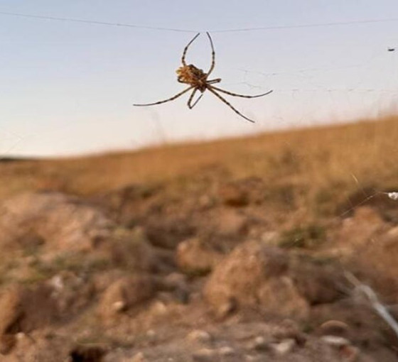 Dünyanın en zehirli örümceklerinden 'argiope lobata', Kırşehir'de görüldü