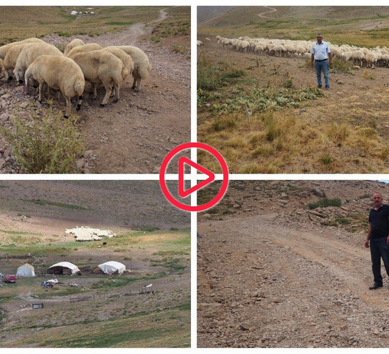 Malatya'da yayladan dönen hayvancılar sorunlarla karşı karşıya: Yol yok, telefon çekmiyor