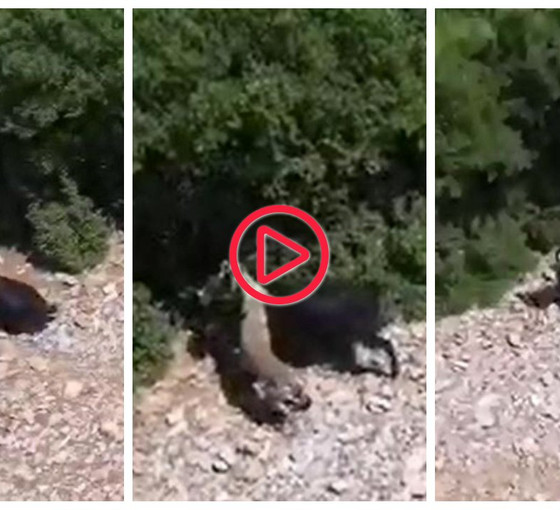 Denizli'de çoban, keçiye saldıran çakalı dronla görüntüledi