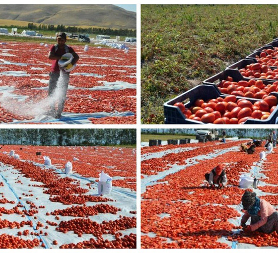 Adilcevaz'dan İtalya pizzalarına: Doğal yöntemlerle kurutulan domatesler pizzalara sos oluyor