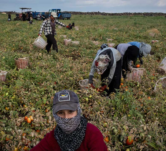 Tarladan mutfağa domatesin serüveni: Emeğin sergisi