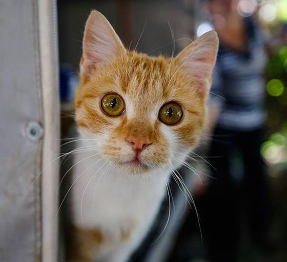 İngiltere'de evden kaçan kedi, 11 yıl aradan sonra sahibine kavuştu