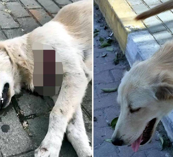 Avcılar'da sokak hayvanları bıçaklanarak öldürüldü