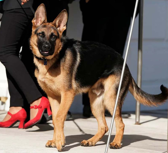 Biden'ın köpeği 'Komutan' bir Gizli Servis ajanını daha ısırdı
