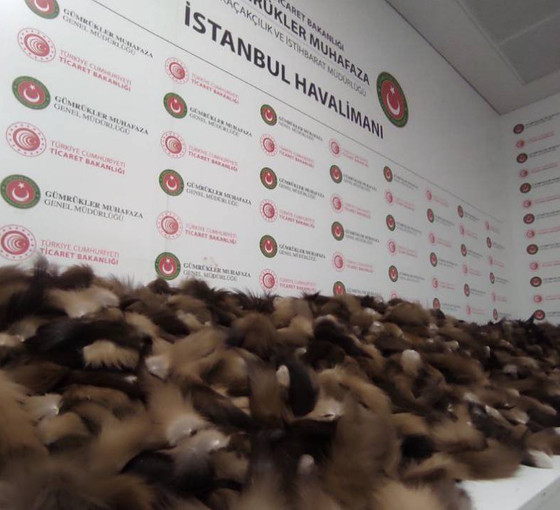 İstanbul Havalimanı'nda 10 bin 300 tilki kuyruğu ele geçirildi