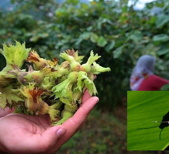 Karadeniz'deki fındık tarlalarında böcek istilası: 'Afet bölgesi ilan edilmeli'