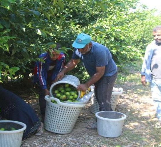 Adana'da toplama maliyetini karşılamayan limon dalında kaldı