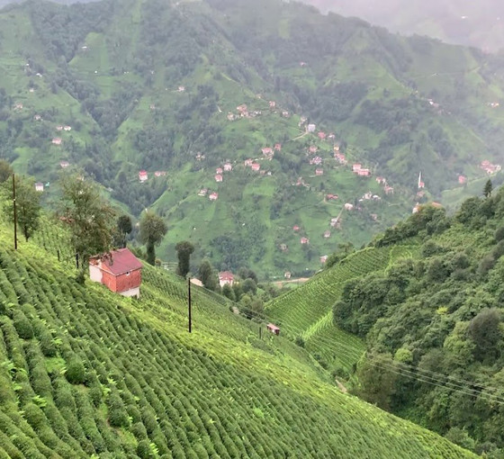 Rize'de çay ve fındık bahçelerine bakır madeni yapılacak