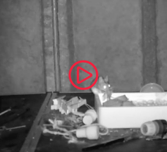 Ratatouille 'gerçek' oldu: 'Düzenli fare' her gece kulübeyi toplarken görüntülendi