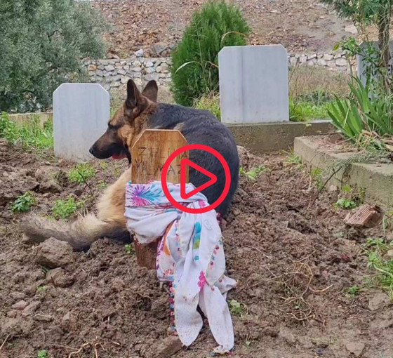 Kaybolduğu sanılan Alman kurdu ‘Poli’ isimli köpek, ölen sahibinin mezarı başında bulundu