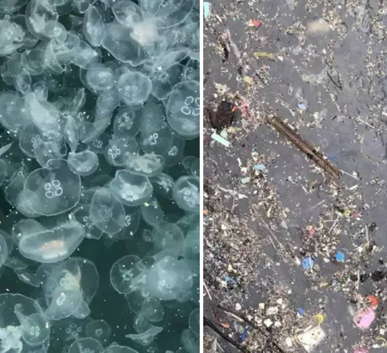 Marmara Denizi'nde denizanası işgali: 'Depremden sonraki en önemli ikinci tehlike'