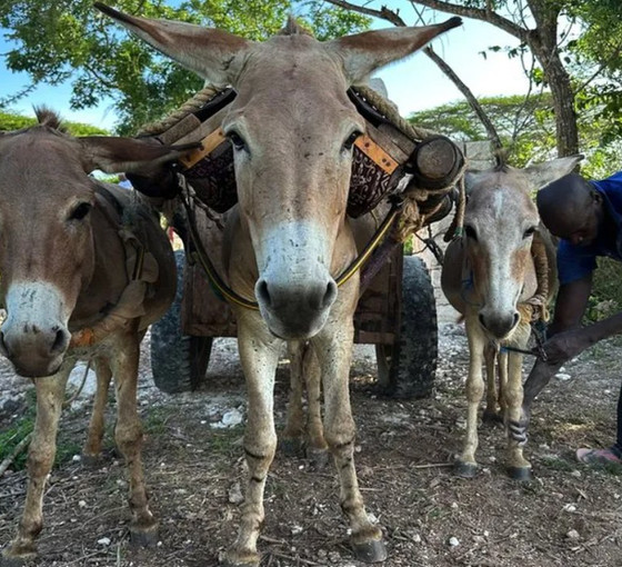 Afrika Birliği, Çin ilacı için eşek katliamına son verdi: 55 ülkede post ticareti yasaklandı