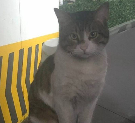 İyi hal indirimi uygulanmıştı: Kedi Eros'un katilinin tutuklanması için 250 bin imza toplandı