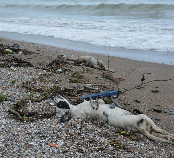 Giresun'da sahilde çok sayıda ölü köpek bulundu