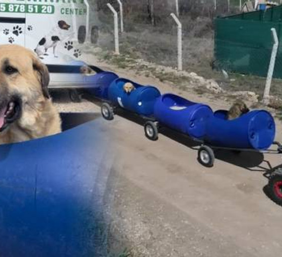 Hayatını hayvanlara adadı: Varillerden yaptığı trenle yürüme güçlüğü çeken köpekleri gezdiriyor