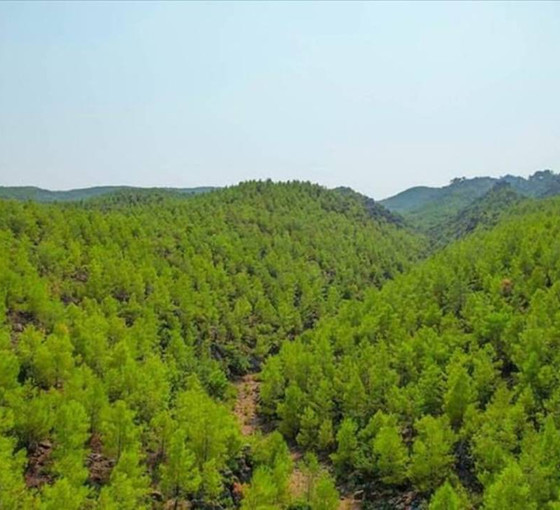 Mersin’de birbirlerine komşu iki ormanlık talana açılıyor: Proje onaylandı