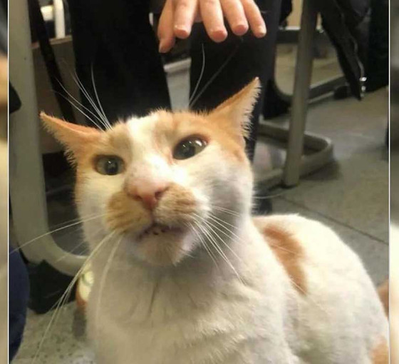 'Faruk Kedi'yi okulun 5'inci katından atan kişinin öğretmen değil üniversite öğrencisi olduğu ortaya çıktı: Gözaltında