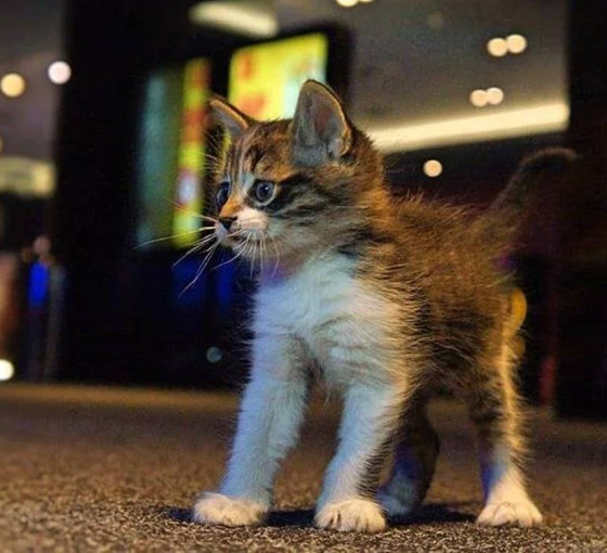 Ankara’da yavru kedi katliamı: 'Yargı mensupları hayvana şiddete, vahşete yatarı olan hapis cezası versin'