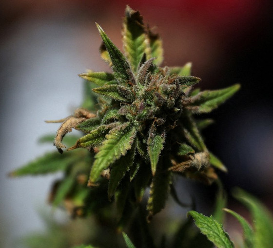 New York’ta yasa dışı marihuana satışı yapan 1000 dükkân mühürlendi