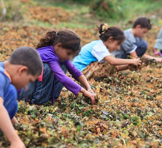Derinleşen yoksulluğun faturası çocuklara çıktı: Her beş çocuktan biri çalışmak zorunda kaldı