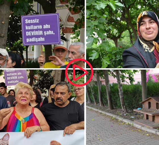 Adana'da kedilere bakan cami imamına sürgün