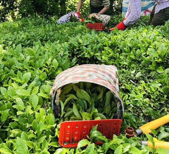 Rize'de siyasi parti ve ziraat odalarından yaş çay alım fiyatına tepki: 'Bu fiyat akla ziyan'