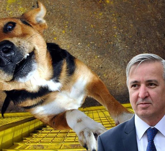 Yeni Şafak yazarı Aydın Ünal, sokakta yaşayan köpekleri hedef gösterdi: 'Öldürülmeleri' gerektiğini söyledi