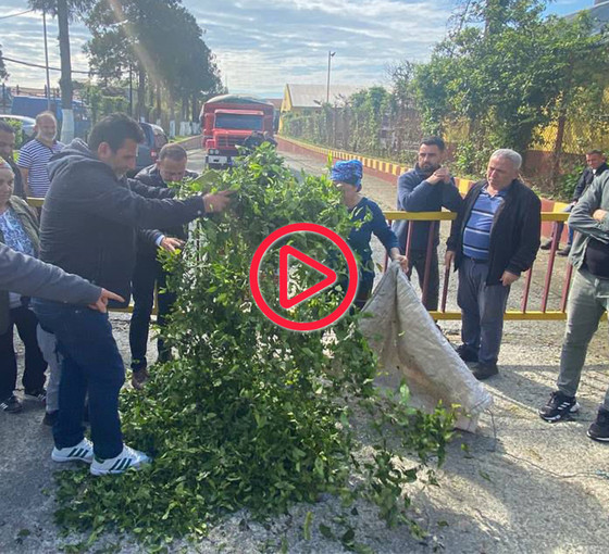 Çay üreticilerinden Kemalpaşa'da eylem: Çaylar fabrika önüne döküldü