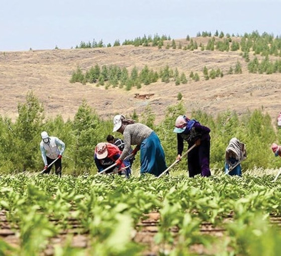 CHP'li Gürer'den ‘sabır’ isteyen Bakan Şimşek’e: Tarladaki ürünler sabretmiyor