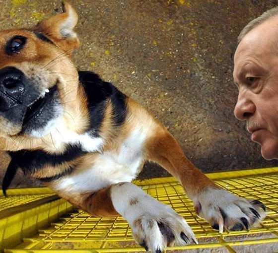 AKP'de 'sokak köpeği' zirvesi: 'Katletme' önerisi de konuşuldu
