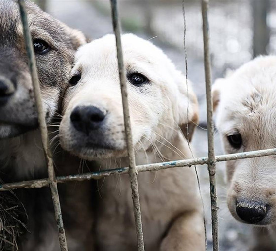 AKP'de 'katletme' önerili zirve sonrası: Anadolu Ajansı köpekleri hedef gösteren haberleri artırdı