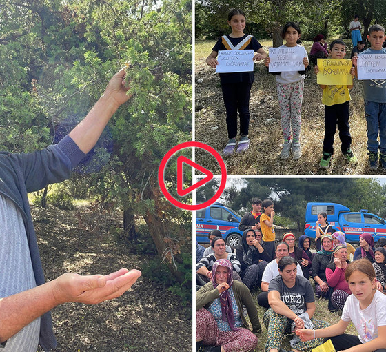 Antep'te ormanlık alana konut projesi: 'Her ağaç bizim için bir insandır, bu ağaçlara kıyılır mı?'
