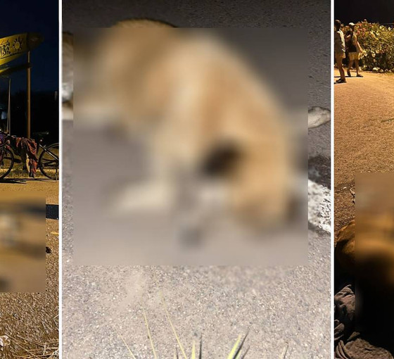 İzmir'de altı köpek zehirlenerek katledildi: 'Sayı artabilir'