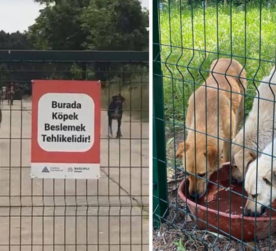 Yeditepe Üniversitesi'nde hayvan karşıtı yönerge: Köpekleri besleyene ceza verilecek