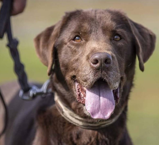 HAYTAP Başkanı Ahmet Kemal Şenpolat'tan köpekleri katletme teklifine tepki: Yasa tasarısı meclise gelirse insanlar ayaklanır