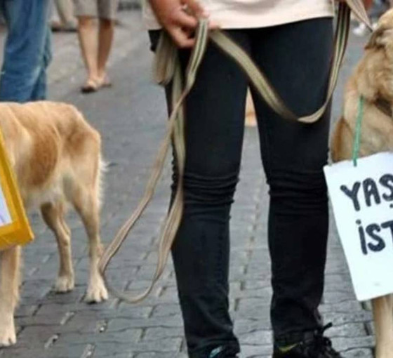 TBB'den AKP'nin köpeklere yönelik katliam düzenlemesine tepki: 'Ülkemiz tarihinde görülmemiş bir hayvan katliamı yaşanacak'