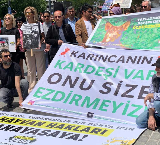 Hayvan hakları savunucuları: Toplayamazsın, hapsedemezsin, öldüremezsin