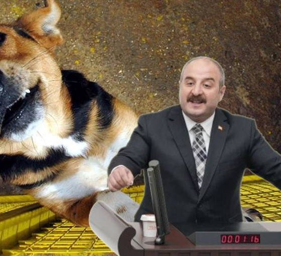 AKP'li Mustafa Varank'tan köpeklerin katledilmesine destek açıklaması: Uyutmayı sonuna kadar destekleyeceğim