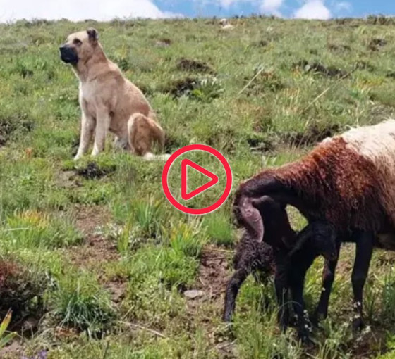 Kayıp sanılıyordu: Çoban köpeği Kral, doğum yapan koyunu iki gün aç susuz bekleyerek korumuş