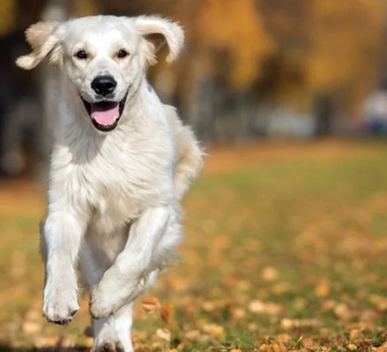 AKP'den köpeklerin katledilmesine yönelik teklifte geri adım sinyali