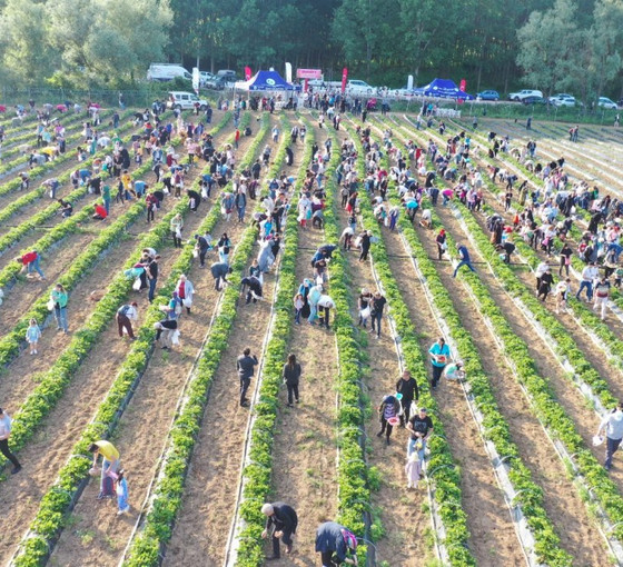 Geliri kız öğrencilere bağışlanacaktı: İzmit Belediyesi 25 bin çilek fidesinin çalındığını duyurdu
