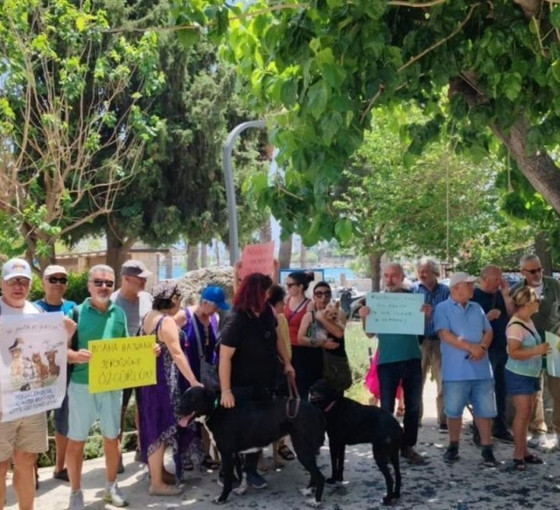 Muğla'da sokak hayvanları için eylem: Yasa tasarısı katliam öngörüyor