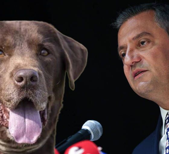 Köpeklere yönelik katliam düzenlemesi... Özgür Özel, fon kurulmasına dikkat çekti: 'Elimizi taşın altına koymaya hazırız'