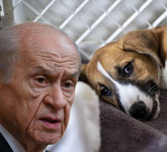 Devlet Bahçeli'den köpeklere yönelik katliam düzenlemesi yorumu: Kaç saat uyutacaklar, bunlar belirsiz