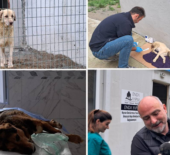 Hopa Belediyesi kısırlaştırma seferberliğine başladı: Öldürmenin değil yaşatmanın örneğini gösteriyoruz